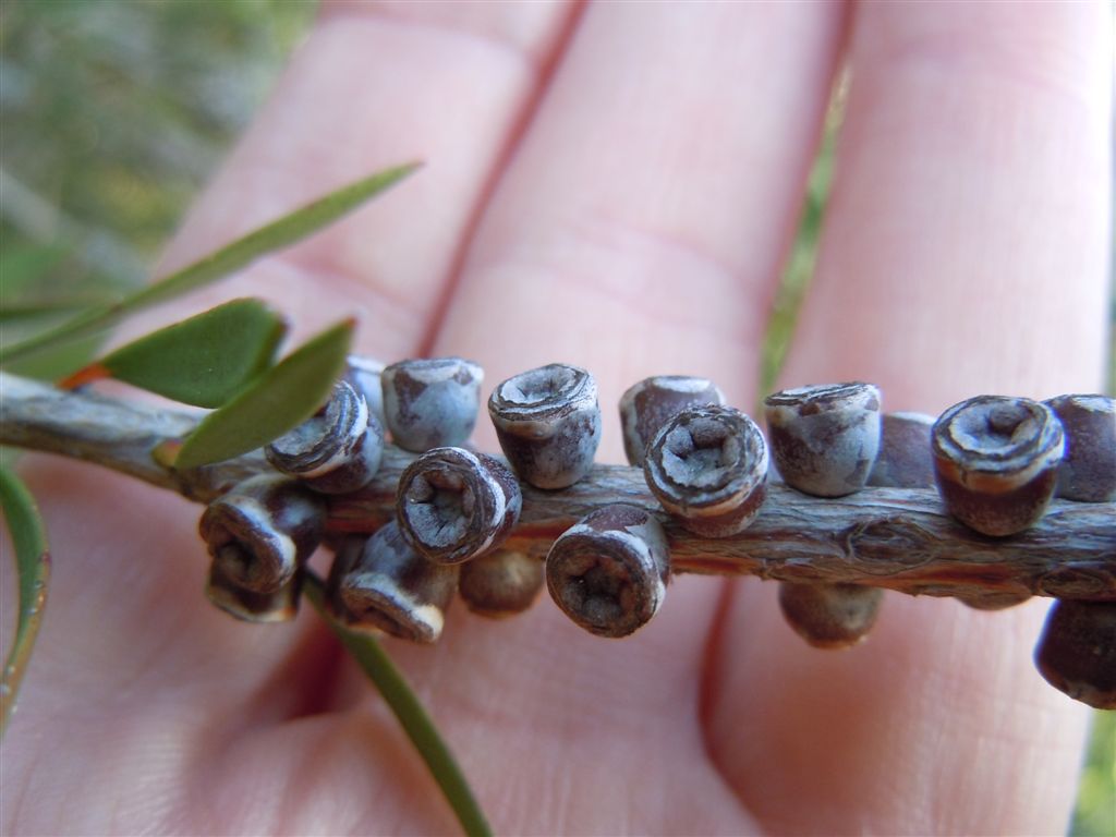 Pianta da Posillipo8 - Callistemon sp.